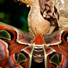 Atlas moth (Attacus atlas)