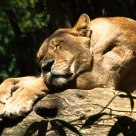 Sleeping lion