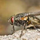 Fleshfly