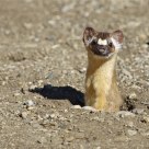 Long-tailed Weasel