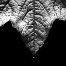 Wet Leaves
