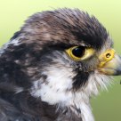 falcon