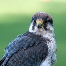 falcon