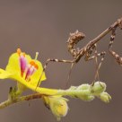 Empusa
