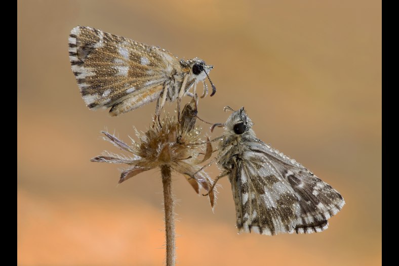 Pyrgus sp.