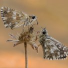 Pyrgus sp.