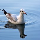 Gull's Reflection