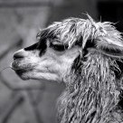 Alpaca