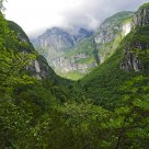 Forest...