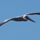 Pelican at Bolsa Chica
