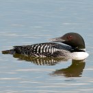 Common Loon