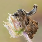 Pyrgus sp.