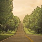 Pines On A Highway