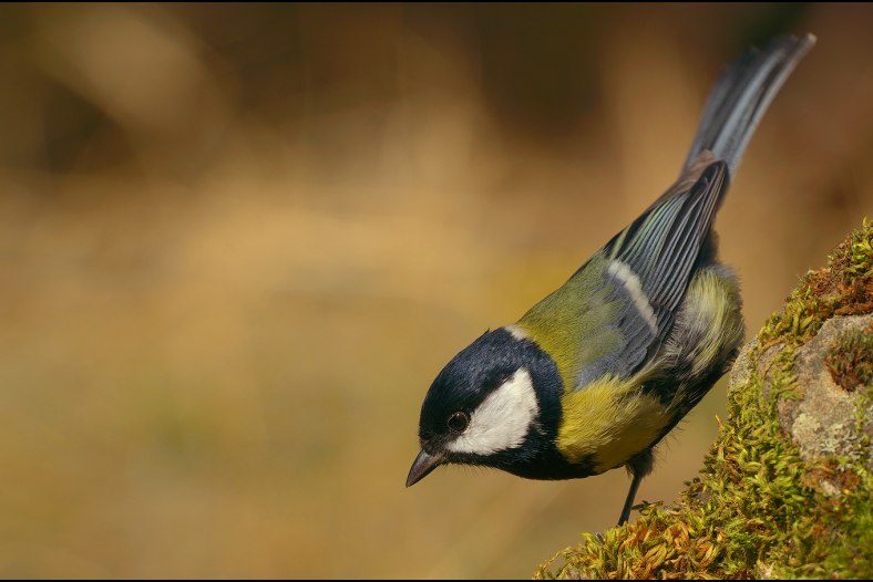Parus major...