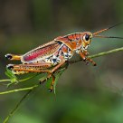 Grasshopper