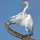 Landing Egret