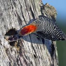Red-bellied Feeding 2