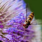 Hoverfly