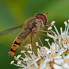 Hoverfly