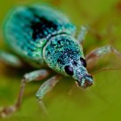 Green Weevil