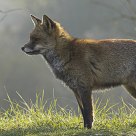Red fox