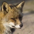 Red fox