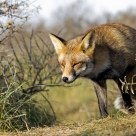 Red fox