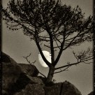 Tree and Moon