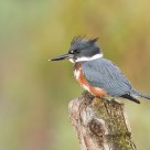 Before daybreak  with a Kingfisher 