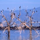 Cormorants and friends at the Salton sea