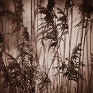Autumn of reed