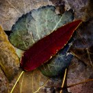 Leaves