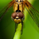 a dragonfly upclose
