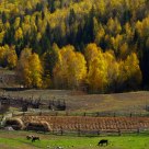 Farmland in autumn