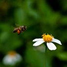 BIF - Bee in Flight