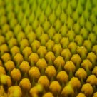 Close-Up of a Sunflower