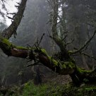 Dark forest