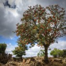 Ruins and new life