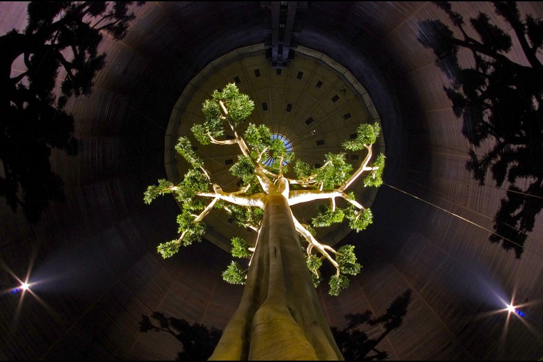 Tree of Life