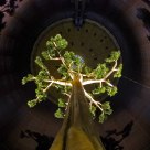 Tree of Life