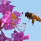 Flying bee