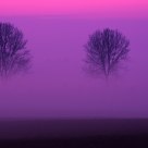 Floating treetops
