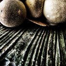 Funghi