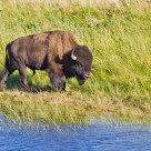 Bison