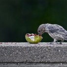 Thief