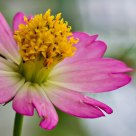 Pink and Yellow