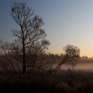 Morning Mist