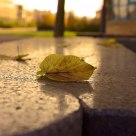 Feuille sur un banc