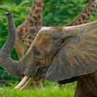 African Elephant