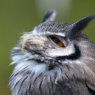 owl